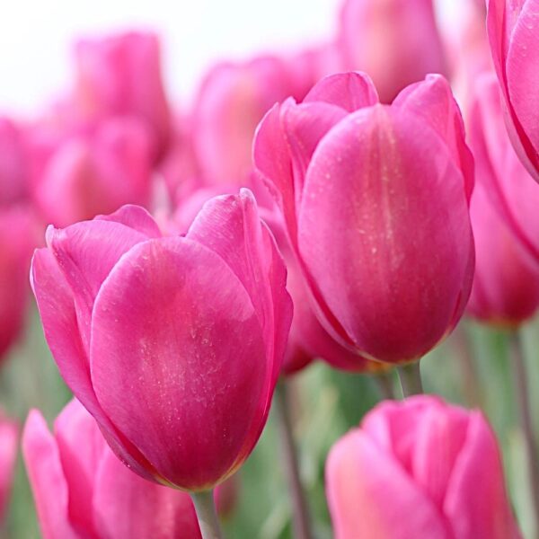 Tulipan R&oacute;żowy cebulki 5szt.