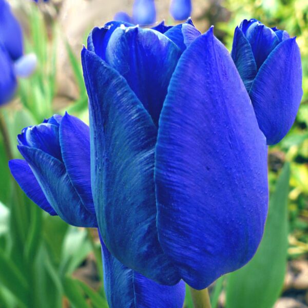 Tulipan niebieski Blue cebulki kwiatowe 5szt.