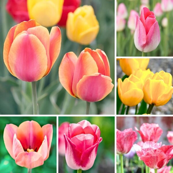 Tulipany NOWE ODMIANY Zestaw MIX cebulki kwiatowe 50 szt.