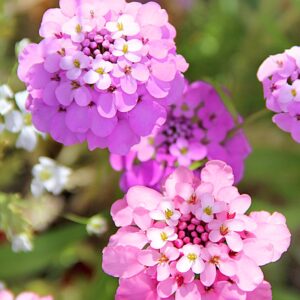 Ubiorek hiacyntowy mieszanka nasiona 2g - POLAN