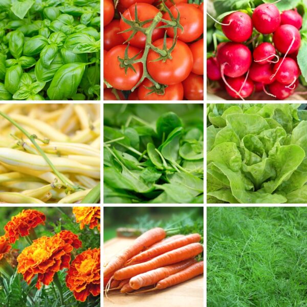 Uprawa wsp&oacute;łrzędna zestaw nasion warzyw do uprawy razem z pomidorami