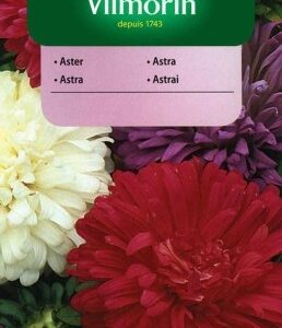 VILMORIN Aster karłowy mieszanka 1g