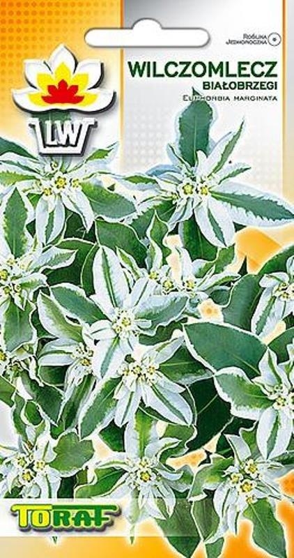 Wilczomlecz białobrzegi biało-zielony 0