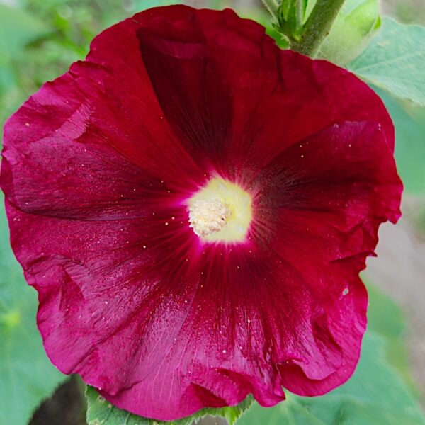 Wild flower Malwa ogrodowa mix nasiona 1g - TORAF