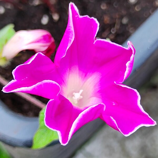 Wilec purpurowy Red Picotee r&oacute;żowy z białym brzegiem nasiona 1g - VILMORIN