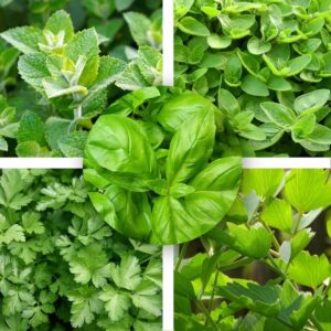 ZESTAW NASION ZIÓŁ Niezłe ziółko 5 szt. do uprawy