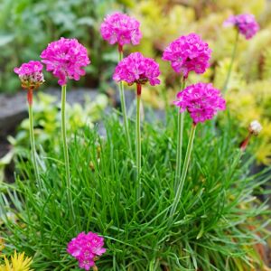 Zawciąg nadmorski nasiona 0