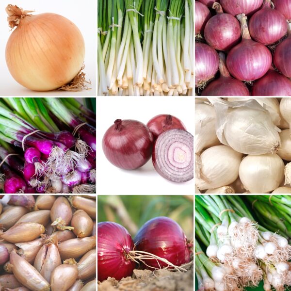 Zestaw Cebulowy Raj 9 popularnych odmian nasion cebul do uprawy