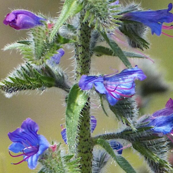 Żmijowiec Grecki nasiona 100g