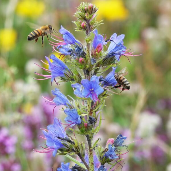 Żmijowiec Zwyczajny nasiona 100g