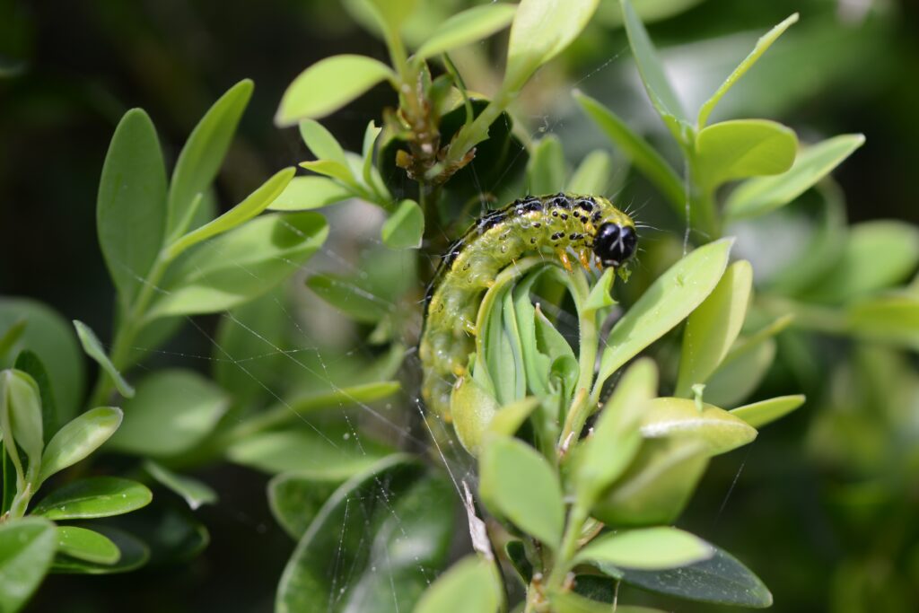 Cydalima perspectalis gąsienica ćmy bukszpanowej