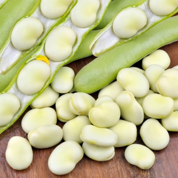 B&oacute;b Windsor Biały TOR nasiona 1kg - TORSEED