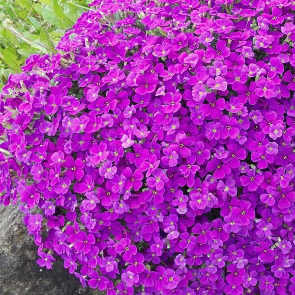 Żagwin ogrodowy nasiona 0